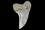 Fossil Shark (Carcharodon planus) Tooth - Sharktooth Hill, CA #94677-1